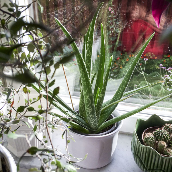 aloevera aloevera
