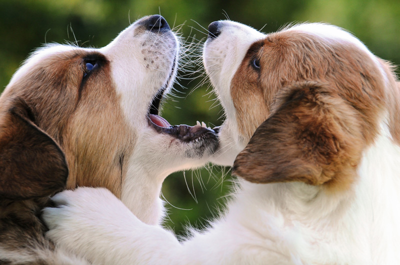 can dogs learn to like each other