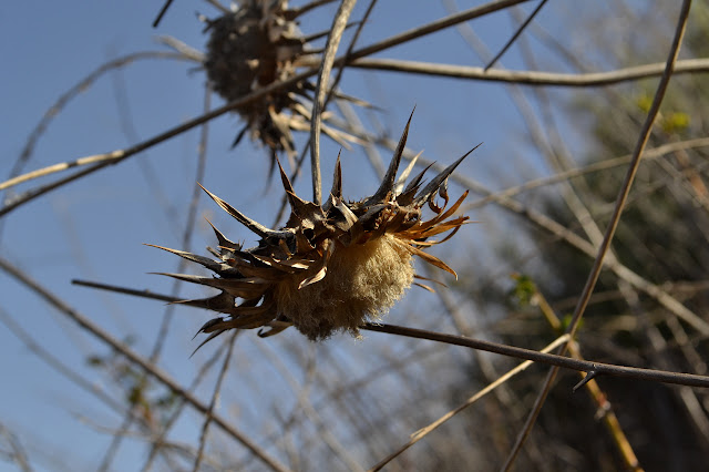 dried up flowers