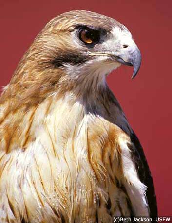 Hawk Bird on The Scc Bird Nerd  Red Tailed Hawk