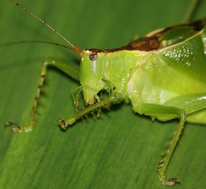A predatory cricket