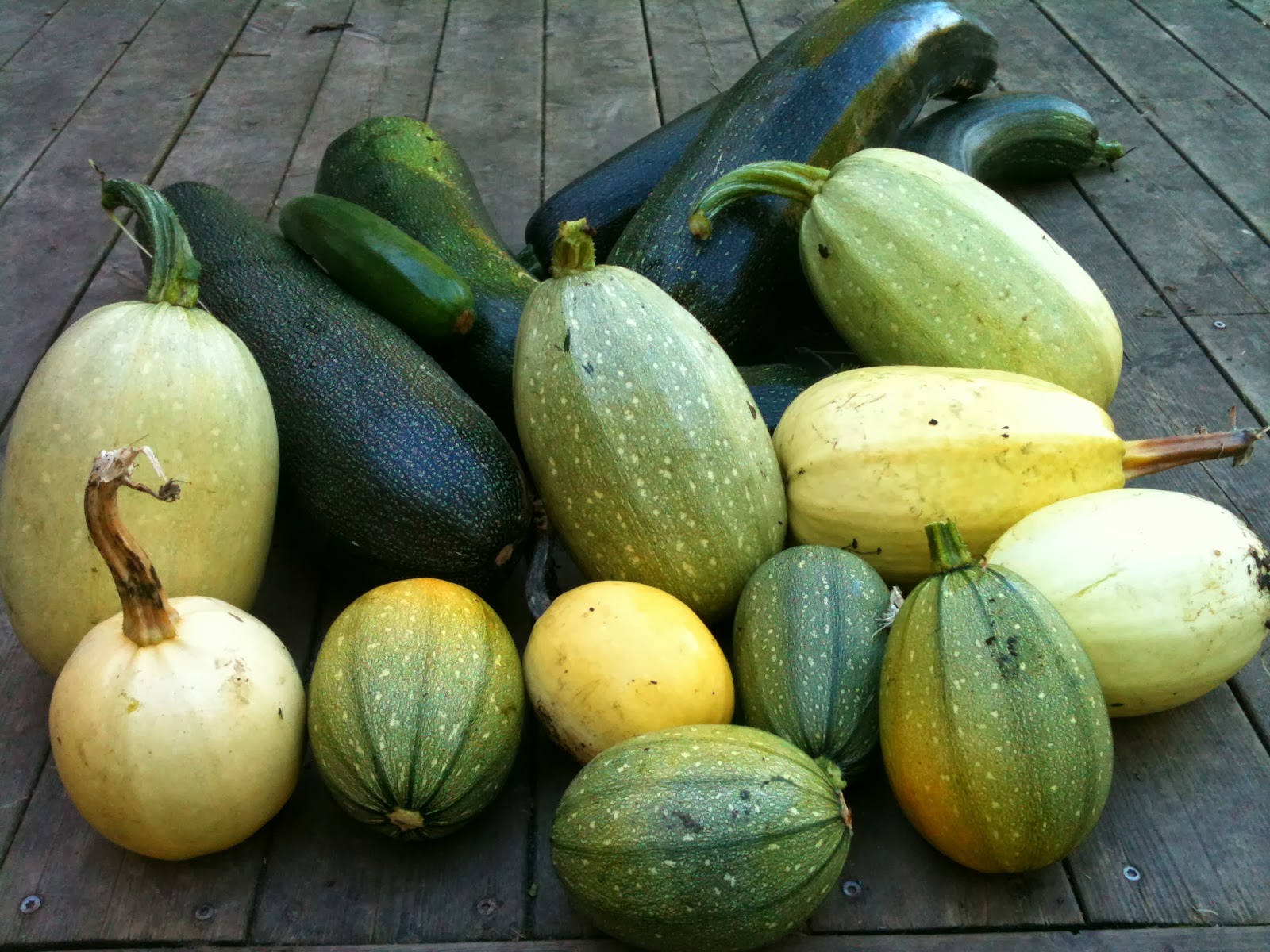 How Often To Water Squash When irrigating zucchini, it's best to