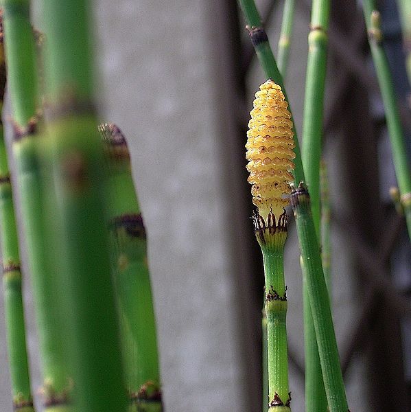 Musings of a Biologist and Dog Lover Crazy Plants Horsetail