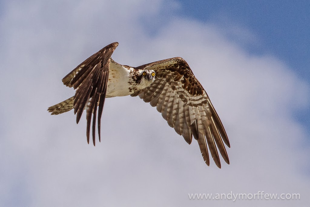 Photographing Birds in Flight – Master Focusing Technique