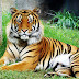 Lelaki Curi-Curi Masuk Zoo Mati Dibaham Harimau