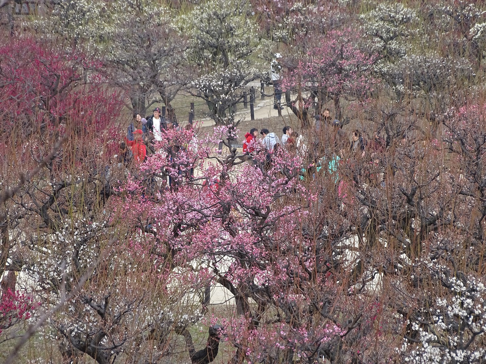 Kansai Culture 18 Blossoms At The Osaka Castle Plum Grove