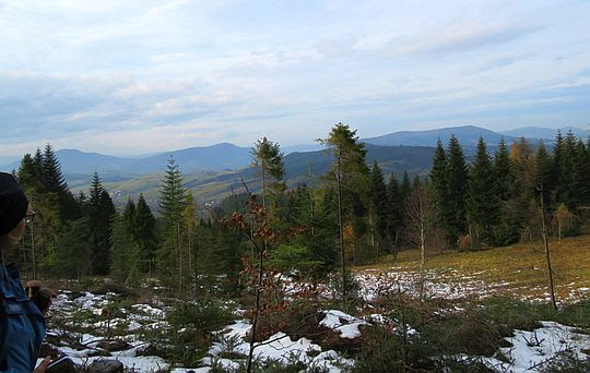 Widok z polany na stokach Kiczory. Widok z polany na stokach Kiczory.