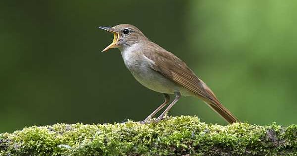 Forum Hobi Burung Cara Menjinakan Burung Jongkangan