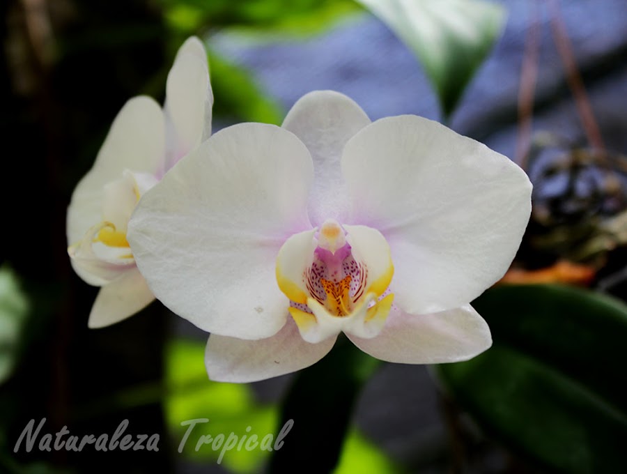 Variedad blanca de una orquídea Mariposa, género Phalaenopsis