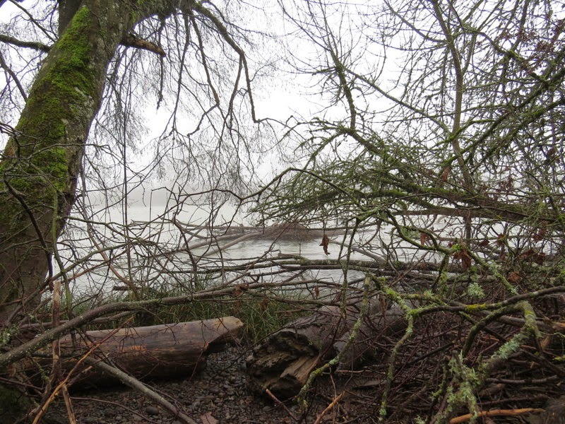 Photos by Jan Off D Street in Springfield,Oregon/Then Day Island Park