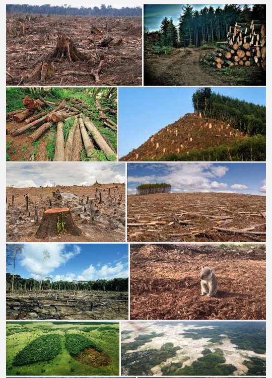 Paano alagaan ang kalikasan brainly picture