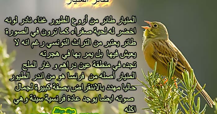 طائر المنيار