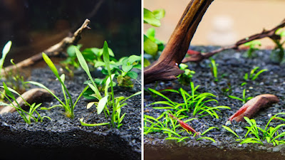 Emersed vs submersed growth in cryptocoryne parva