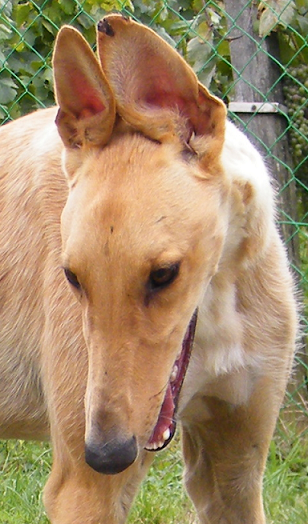 2011_0814hunor0041.PNG