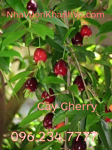 Thú nuôi, cây cảnh: Cherry brazil, trái ngon, giàu dinh dưỡng. Cay-cherry-khanh-vo-1