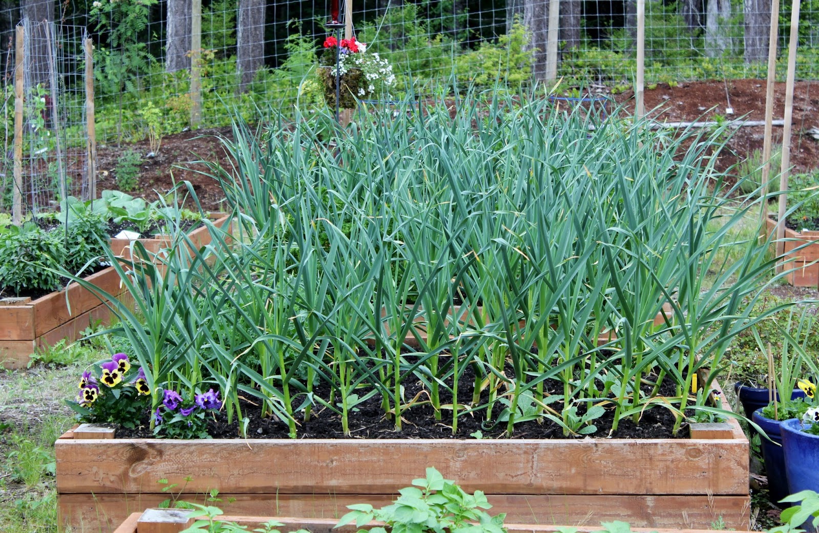 Is Your Garlic Ready To Harvest?
