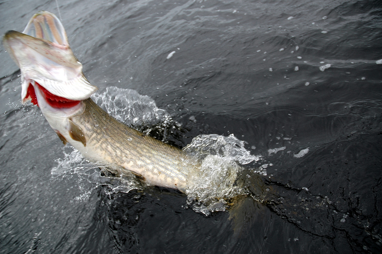 Pike | The Life of Animals