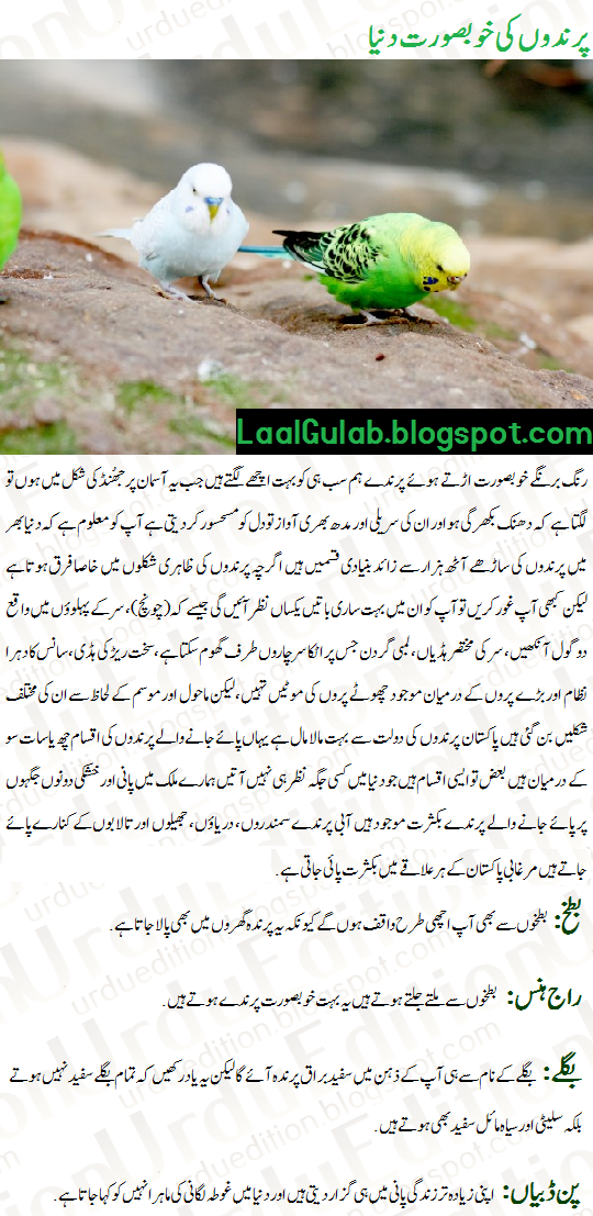 Essay on parrot