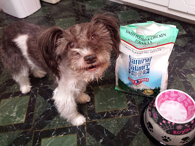 Pixel standing on the floor beside her dog food and food bowl