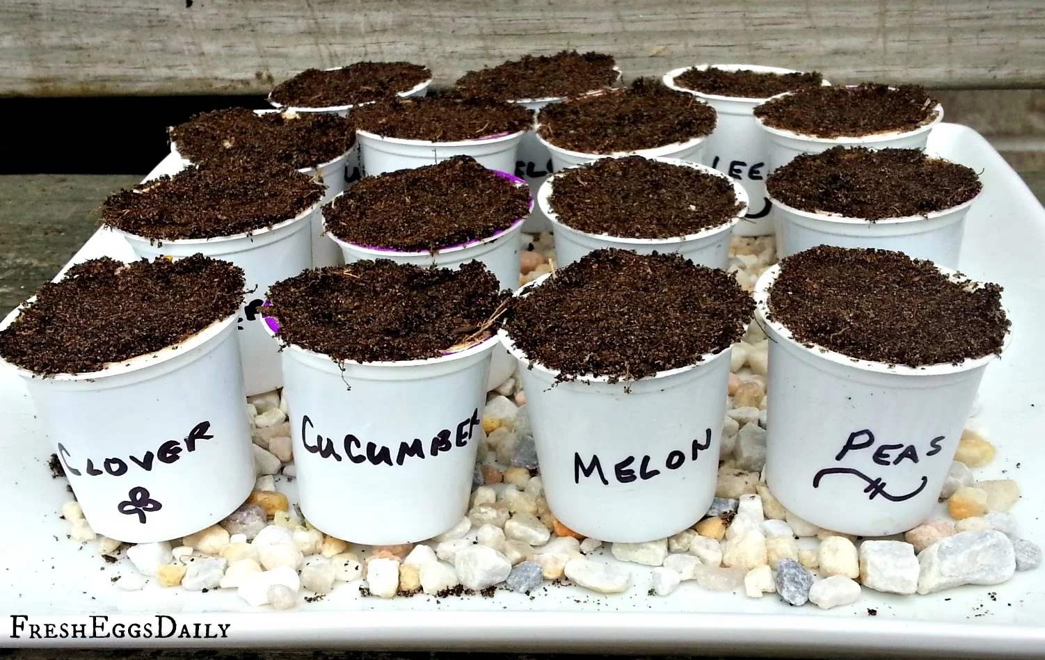 starting seeds in k-cups