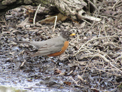 Gray Lodge Wildlife Area California birding hotspot