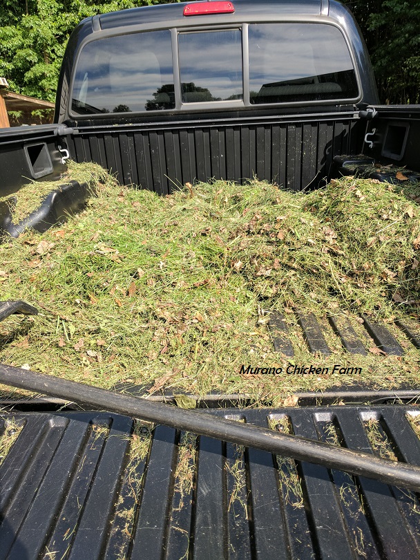 Which chicken bedding should you use? Murano Chicken Farm