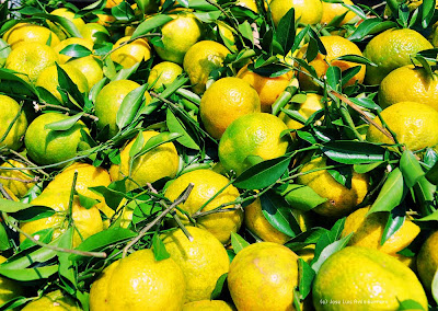 Mandarinas de Veracruz by José Luis Ávila Herrera