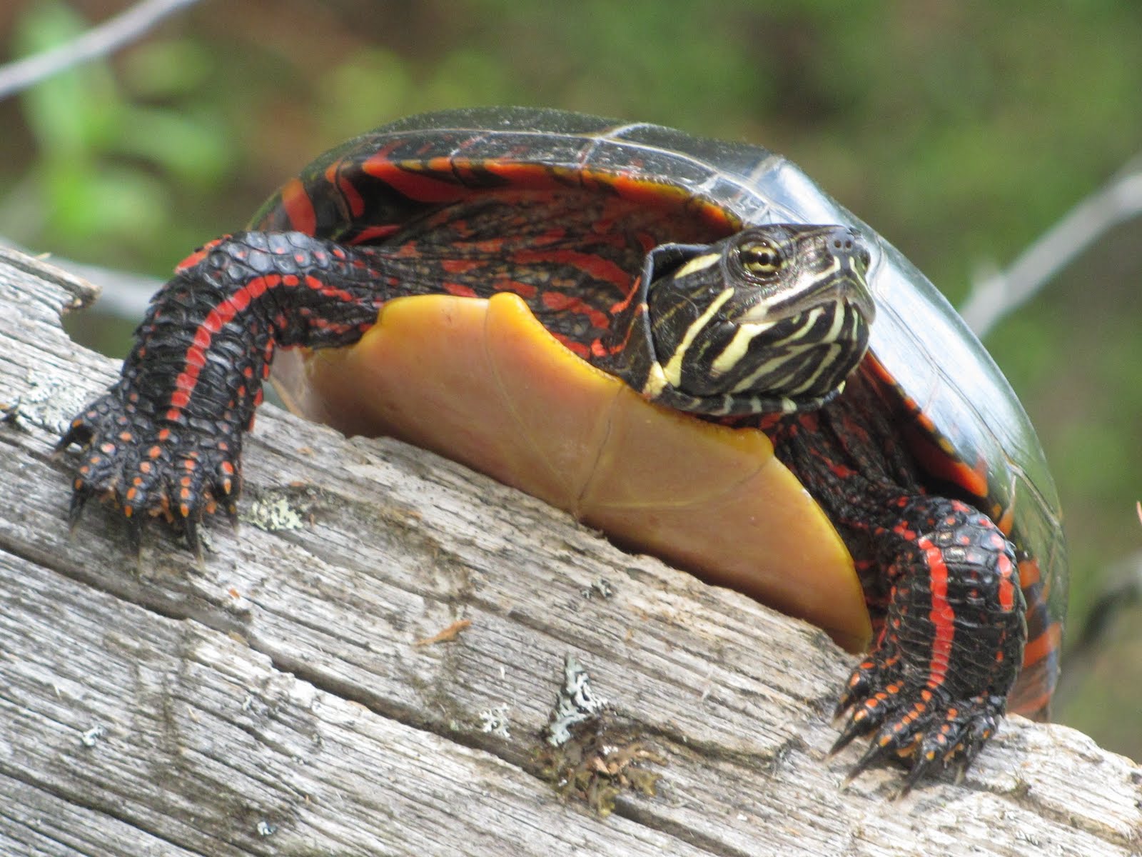 Recreational Kayaking in Maine Raymond/Casco Maine Tenny Stream
