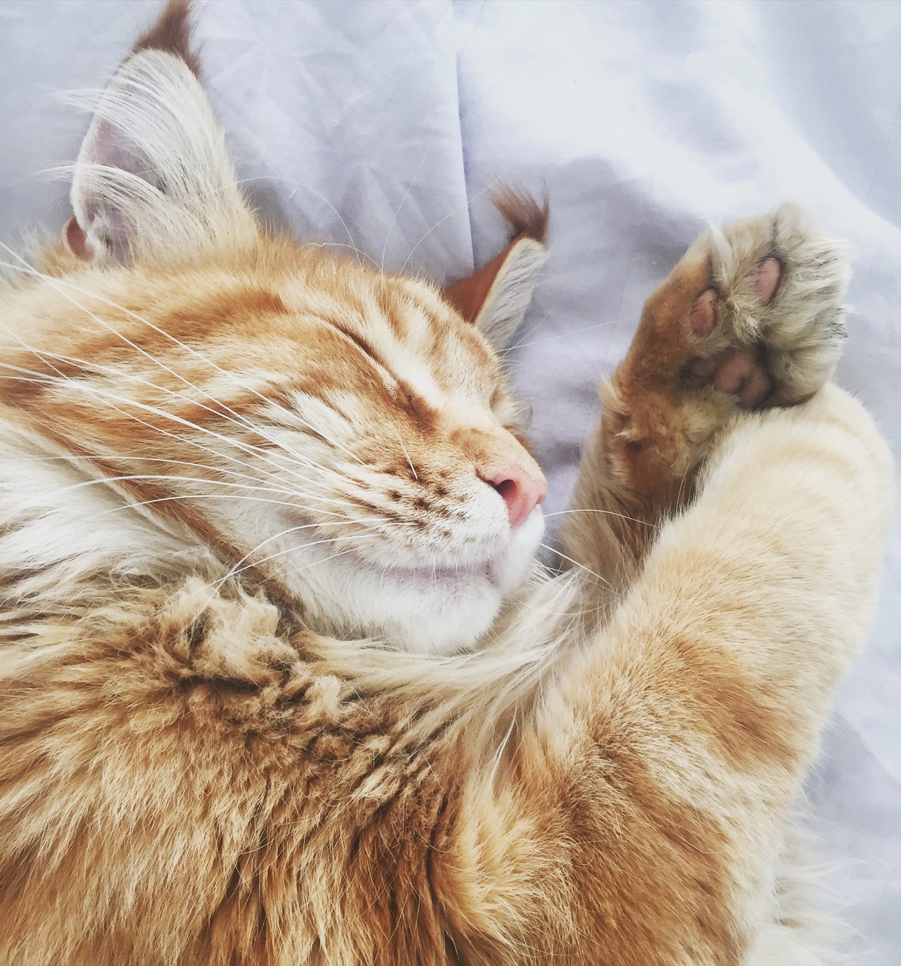 Kumpulan Foto Kucing Lucu Dan Imut Menggemaskan HD - Foto ...