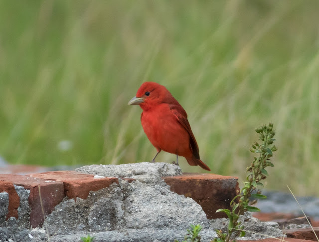 Summer Tanager - Dry Tortugas, Florida Summer Tanager - Dry Tortugas, Florida