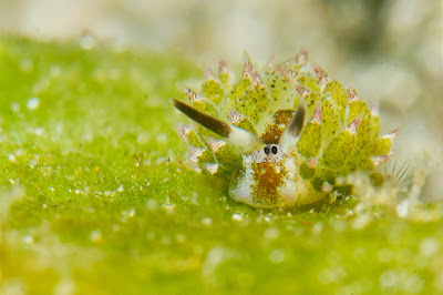 Costasiella kuroshimae Nudibranch in Lobo Jun V Lao, Underwater Photography, Scuba Diving, Padi