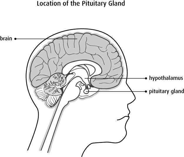Плохо развит мозжечок. Ствол головного мозга и мозжечок. Большой мозг мозжечок и мозговой ствол. Головной мозг отделы ствол мозжечок и большой мозг. Мозг состоит из ствола, больших полушарий и мозжечка..