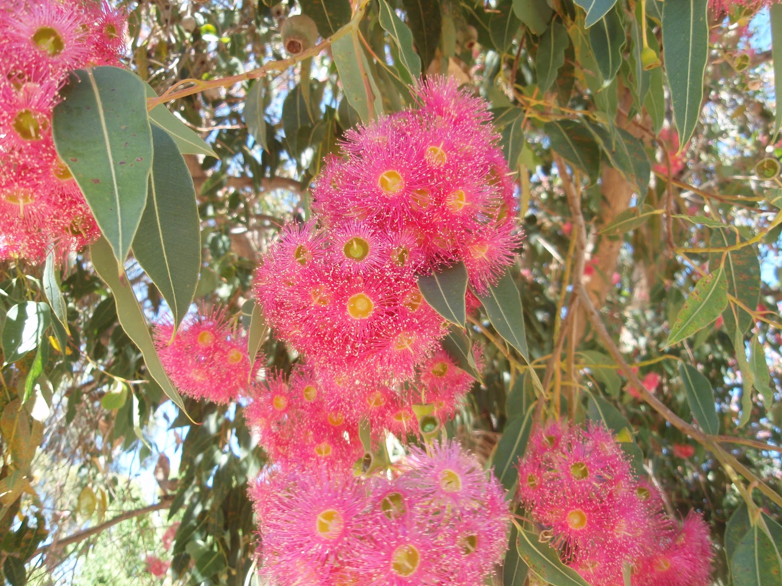 Garden Gatherings The Prettiest Flowering Gum?