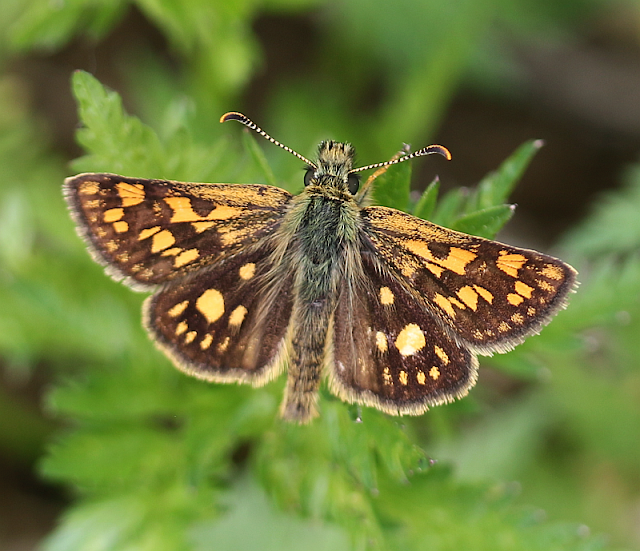 Carterocephalus palaemon, Gelbwürfeliger Dickkopffalter