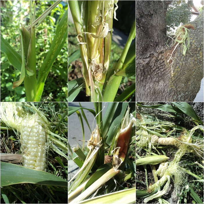Who (or what) has been Eating My Corn?