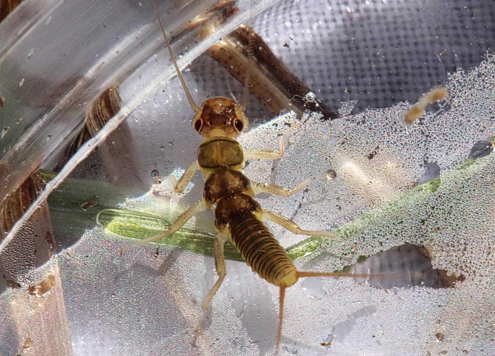 Aquatic Insects of Central Virginia A Montana Sampler Lots of New