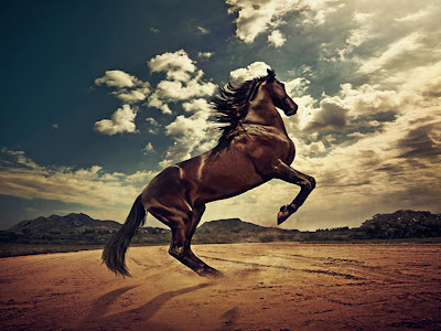 HD Wallpapers for Horses