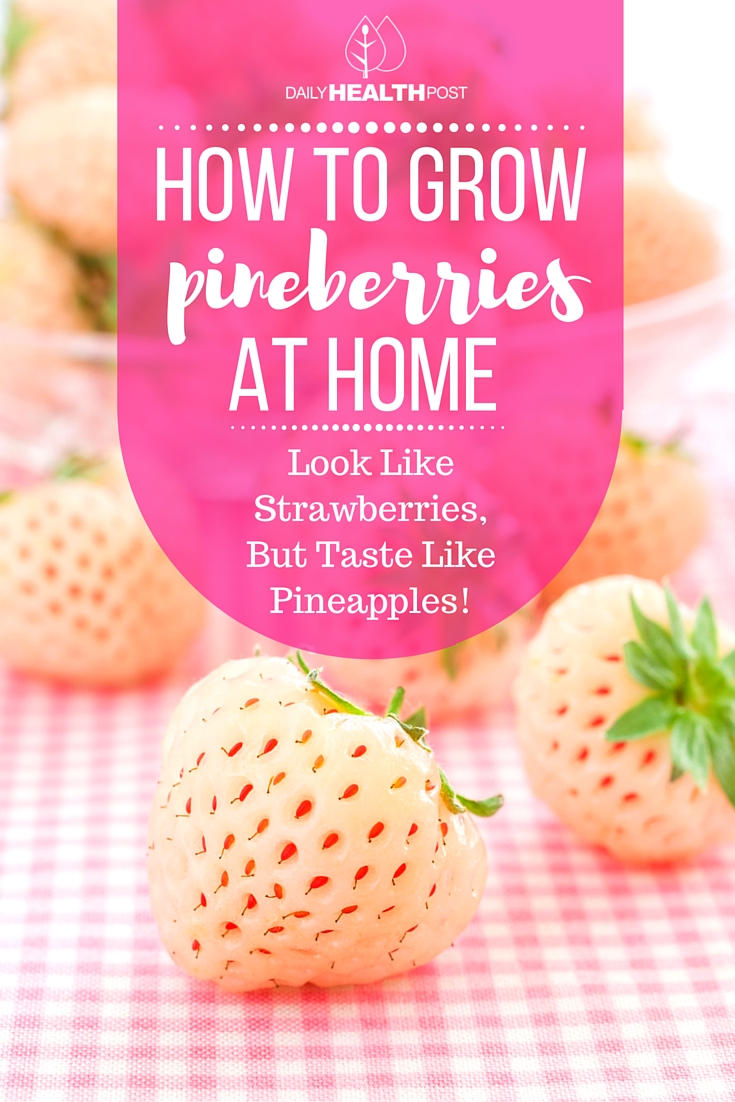 How to Grow Pineberries, The Most Expensive Strawberry In The World