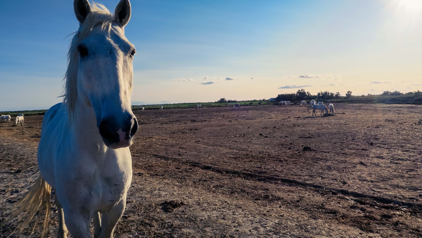 camargue horses horse white liquid grain liquidgrain sunset kathryn 