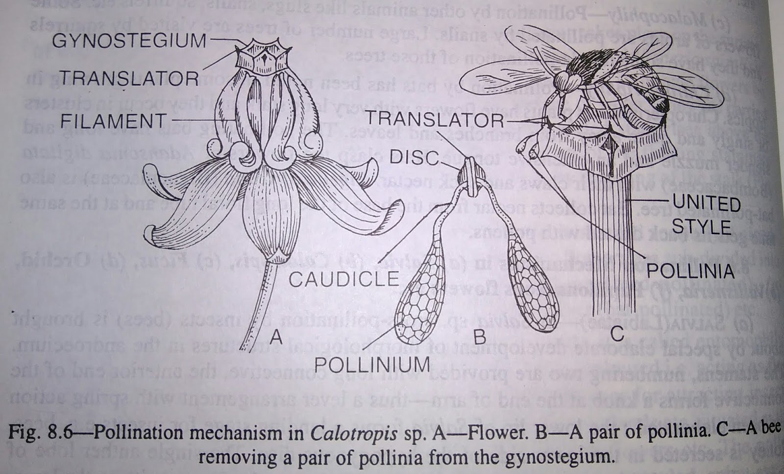 Pollination Mechanisms in (a) Salvia, (b) Calotropis, (c) Ficus, (d