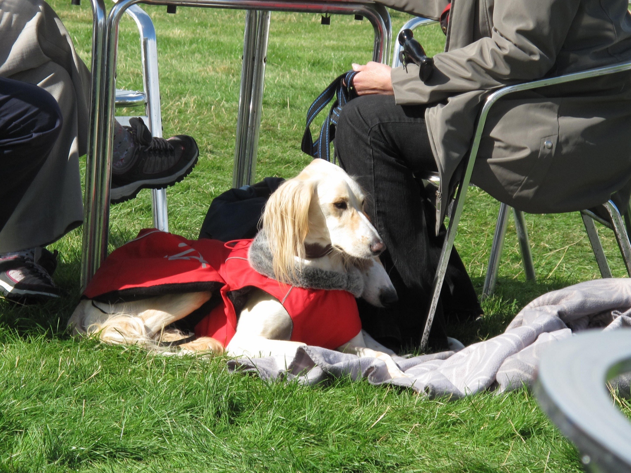 Life in the Doghouse Darlington Championship Dog Show
