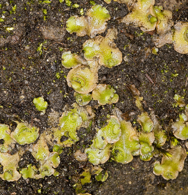 Lunularia cruciata, Crescent-cup Liverwort. Husseywell Park, Hayes, 8 April 2016. Lunularia cruciata, Crescent-cup Liverwort. Husseywell Park, Hayes, 8 April 2016.