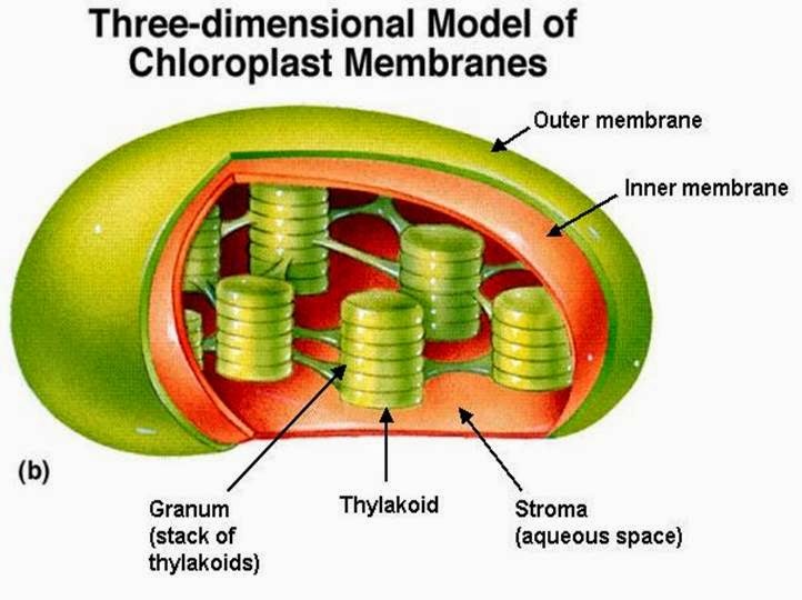 The BioLogs CAPE 2 Photosynthesis Structure of the leaf