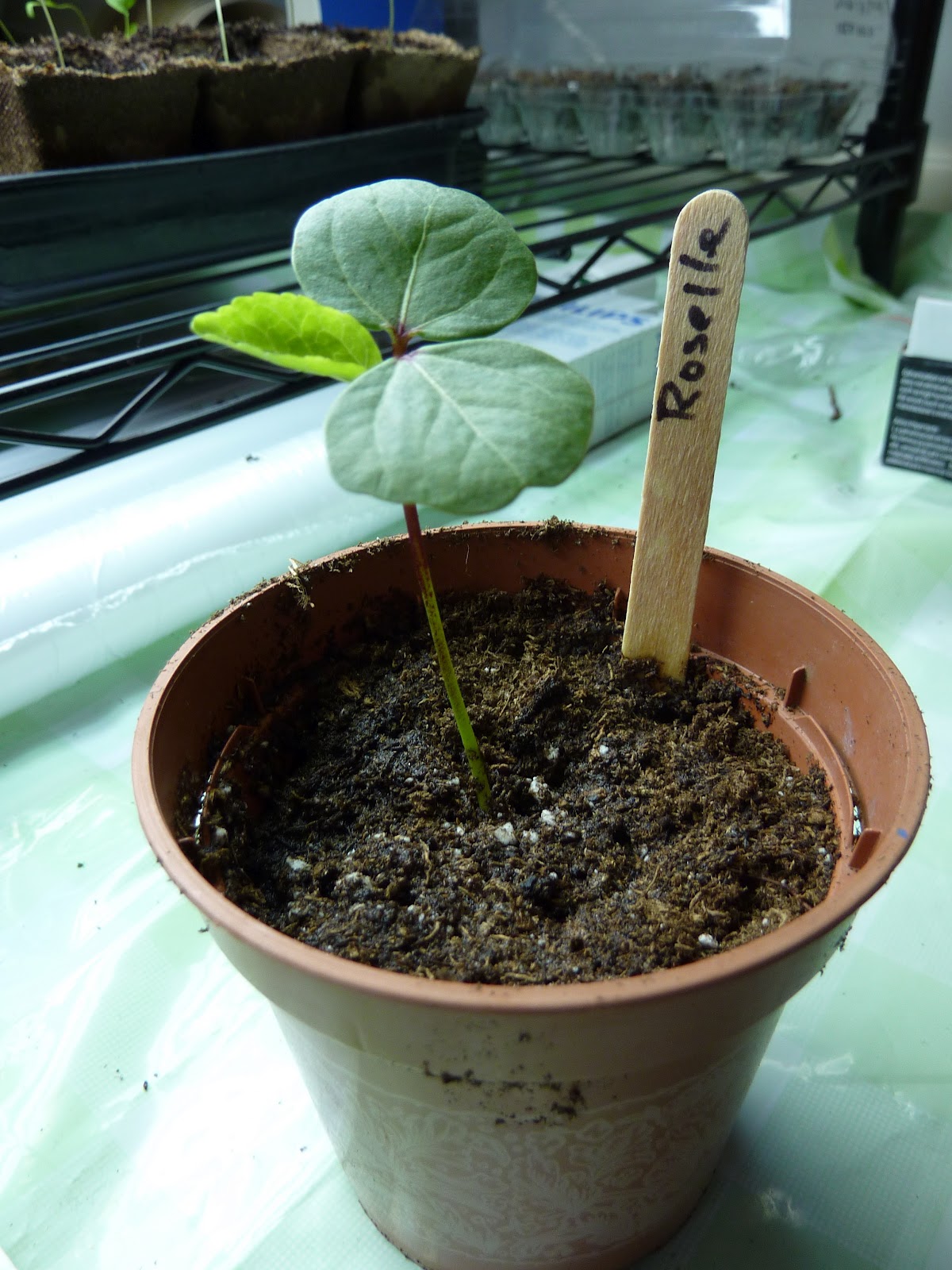 Edible Hibiscus sabdariffa seedling. Image by university of Maryland Extension.
