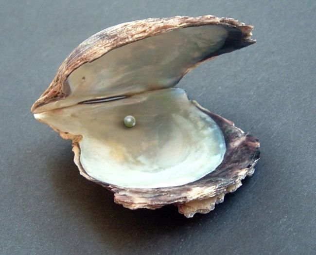 Oyster Pearl (Sri Chandra Mani)