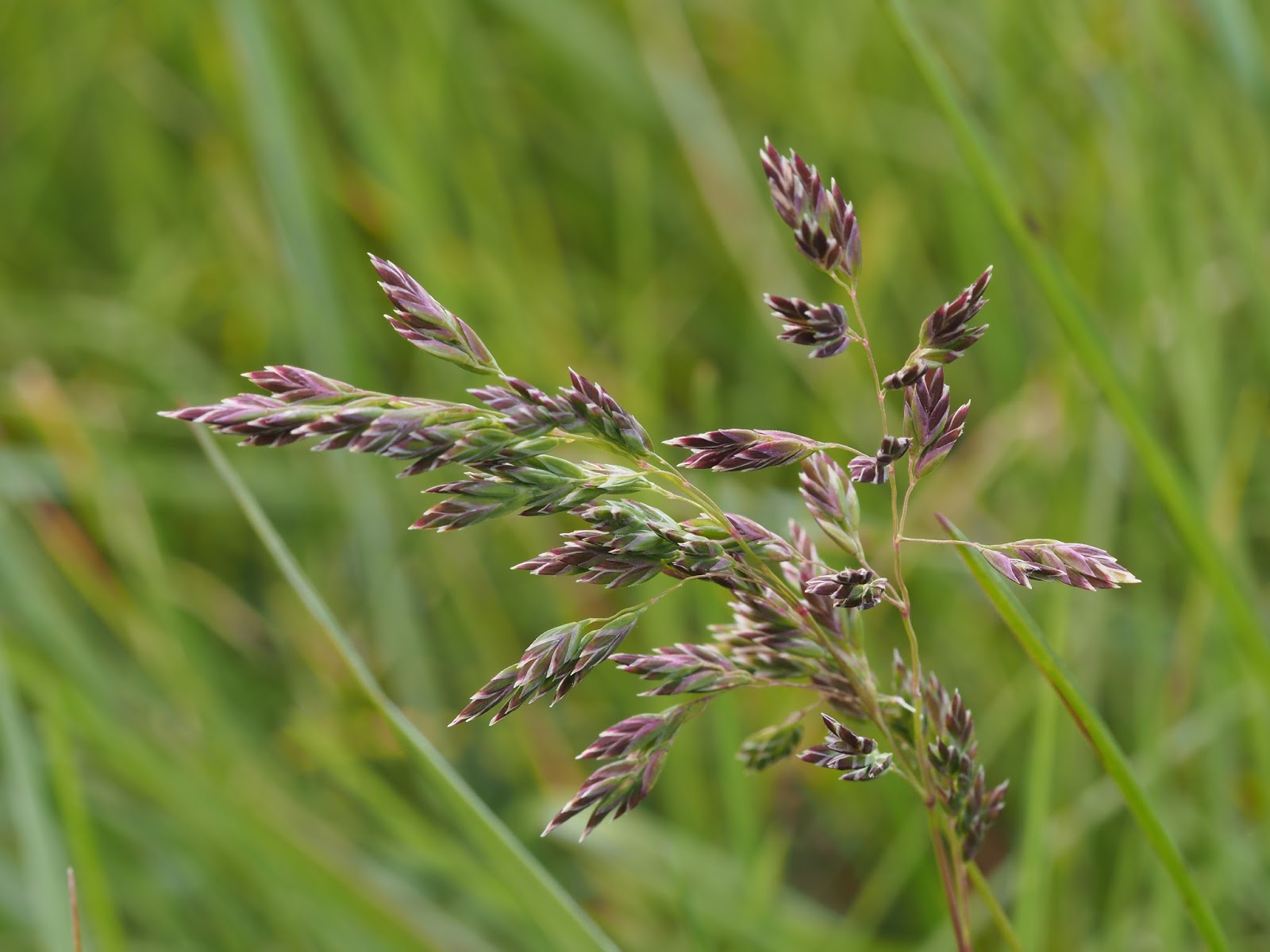 What's Growing in Colorado The Grass of the Field