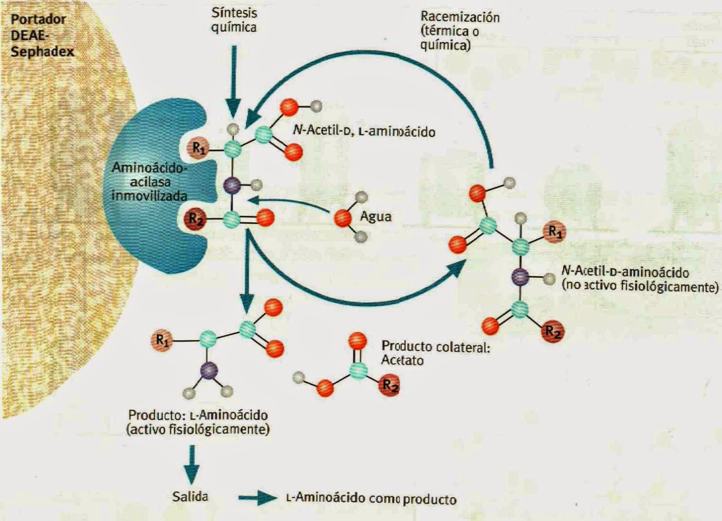 Apuntes de Biotecnología Uso de las enzimas en la producción de alimentos y forrajes