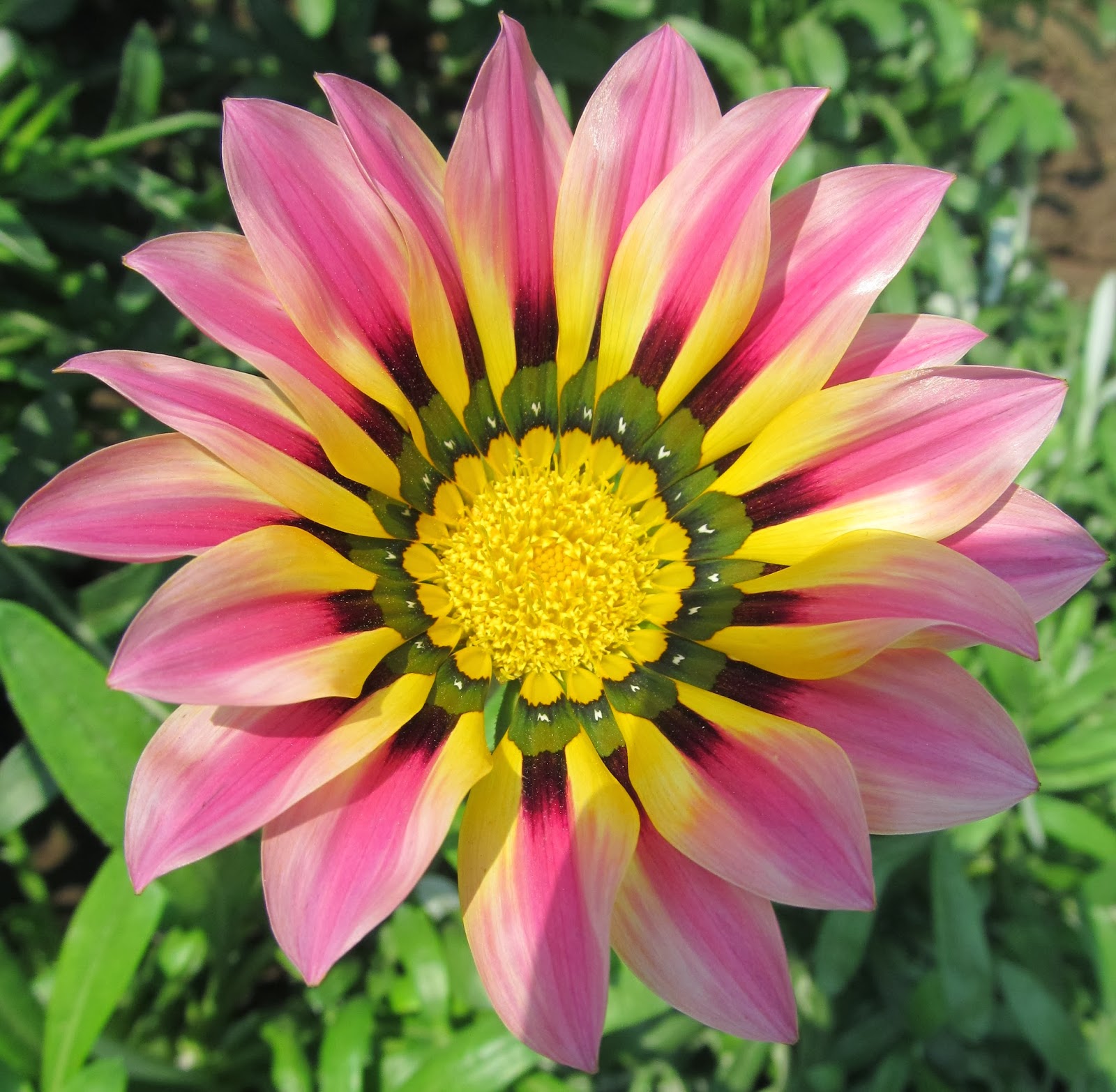 NATURAL & UNIQUE PHOTOGRAPHY GAZANIA FLOWER & HONEY BEE