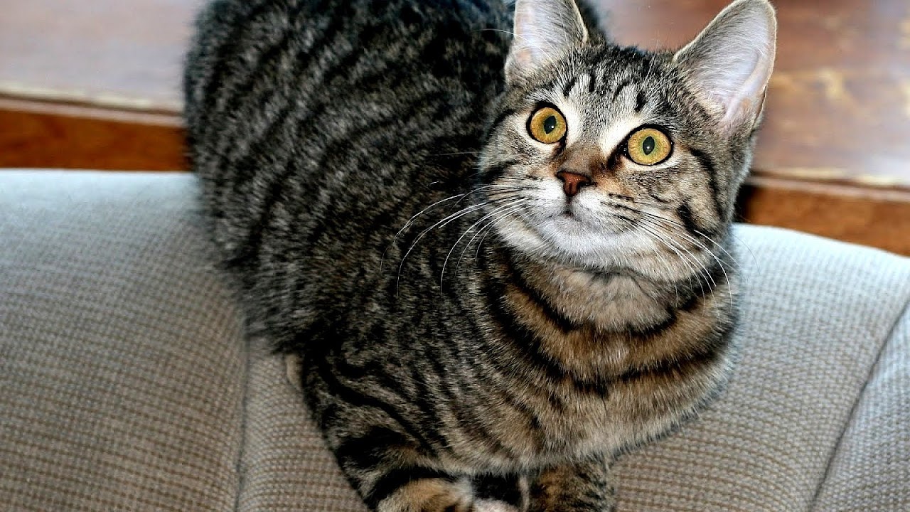 Grey Cat Breeds Grey Choices