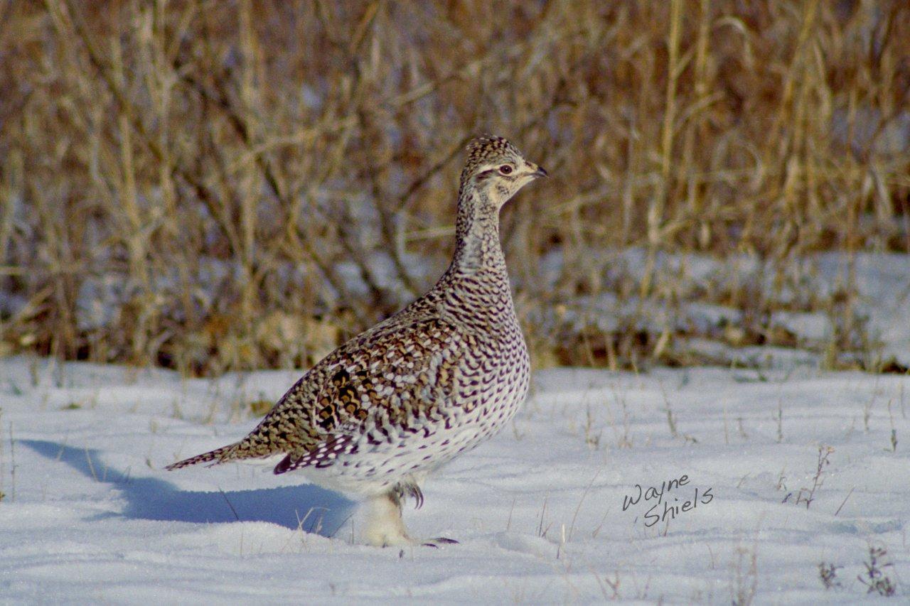 Photography by Lisa 2013 Birds of Saskatchewan